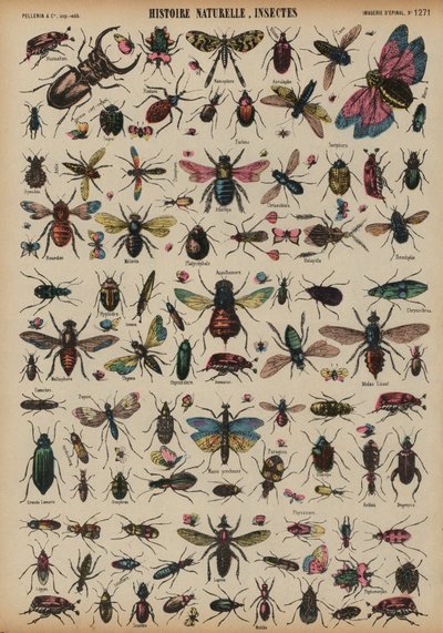 Insecten door French School