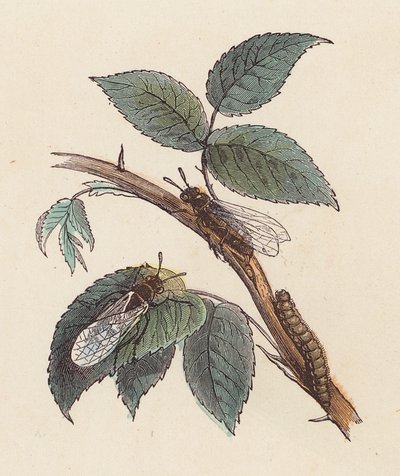 Insecten en rups op een plant door French School