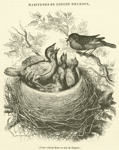 Jonge koekoek in een musnesten (gravure) door French School