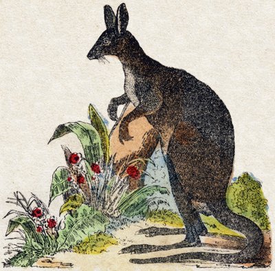 Kangeroe. Gravure in "Alphabet des animaux sauvages". 9e Serie. Beeldmateriaal van Epinal, Pellerin, drukker-uitgever, circa 1870. Houtsneden, gestencild. 16 pagina