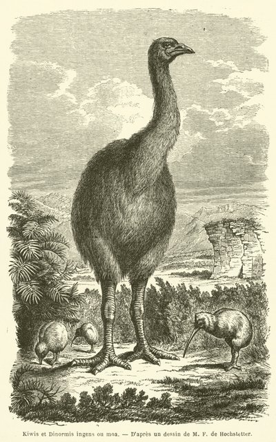 Kiwis en Dinornis ingens of moa (gravure) door French School