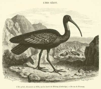 De gigantische ibis, ontdekt in 1876, aan de oevers van de Mekong, Cambodja door French School