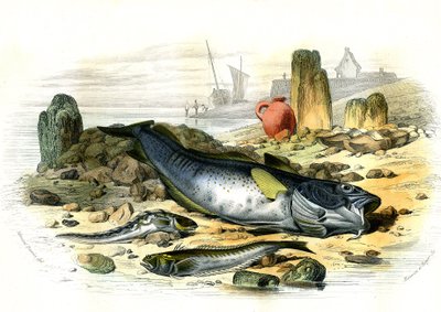 La Blennie Ovipare (Blennius viviparus), onderaan de trachine vive en de gad cod - Plaat uit Histoire Naturelle door Bernard Germain de Lacepede (1856-1925), editie P.Furme, Parijs door French School