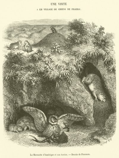 De Amerikaanse marmot en zijn hol door French School