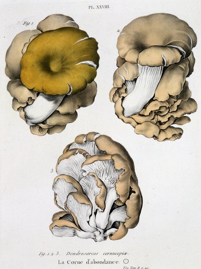 De hoorn van overvloed - in 