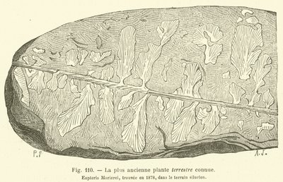 De oudst bekende aardplant (gravure) door French School