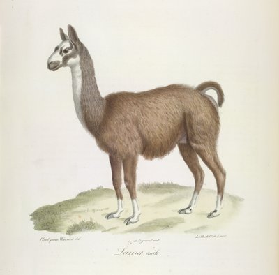 Lama mannetje, uit Histoire Naturelle des Mammifères door French School