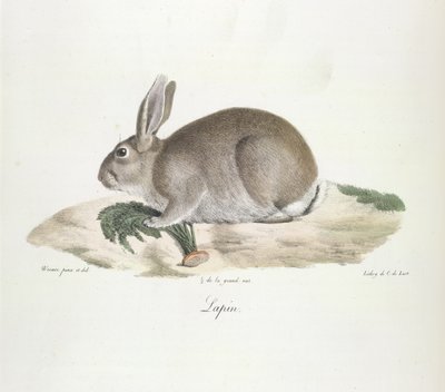 Konijn, uit Histoire Naturelle des Mammifères (kleur litho) door French School