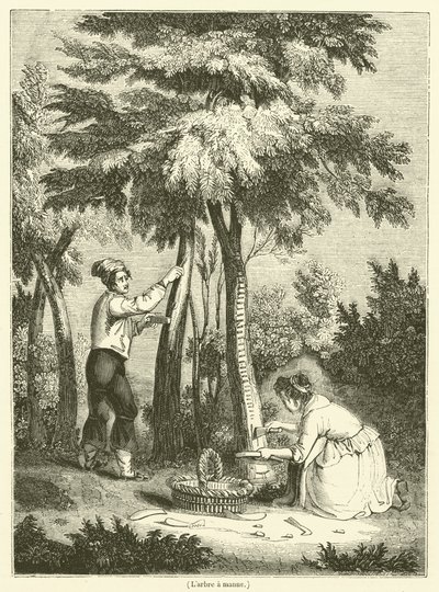 De boom van manna (gravure) door French School
