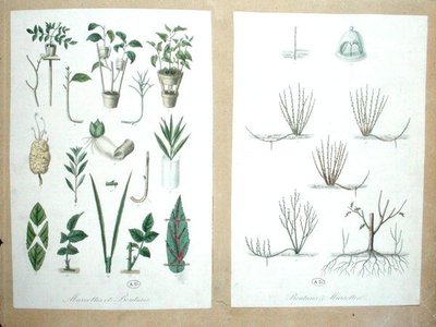 Lagen en Stekken (kleurgravure) door French School