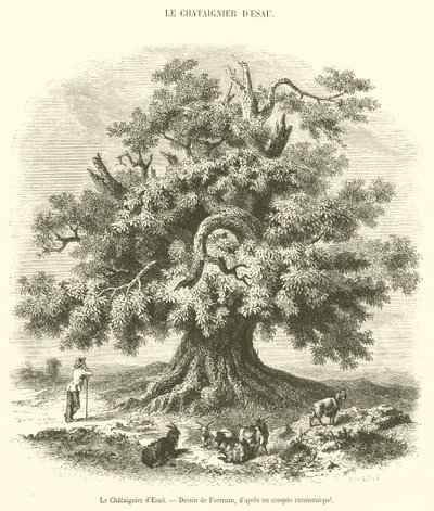 De kastanjeboom van Esau (gravure) door French School