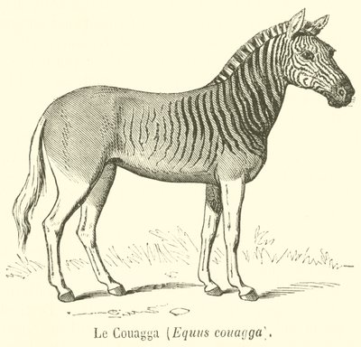 Le Couagga, Equus couagga door French School