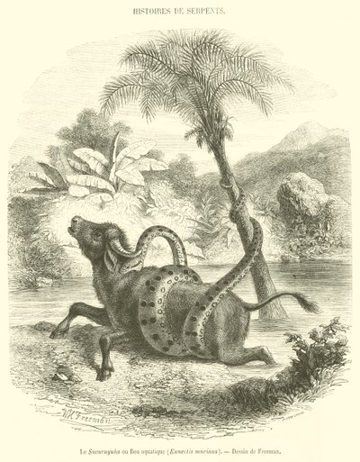 De Sucuruyuba of waterboa, Eunectis murinus door French School