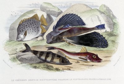 De chétodon argus, de tyloptera pirapède, de centronote piloot, de trigle lyre - in 