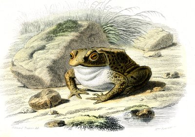 De pad (Bufo vulgaris) - Plaat uit Natuurlijke Historie door Bernard Germain de Lacepede (1856-1925), editie P.Furme, Parijs door French School