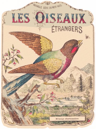 Les Oiseaux Étrangers: albumhoes. Charbonnière mees, eind 19e eeuw (print) door French School