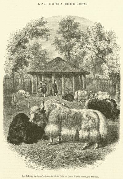 De Yaks, in het Museum voor Natuurgeschiedenis van Parijs (gravure) door French School