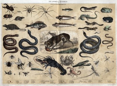 Les animaux nuisibles. Gravure van 1860 in 