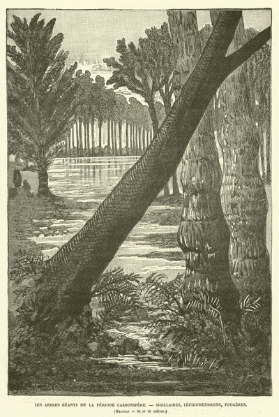 De reuzenbomen van de Carboon-periode door French School