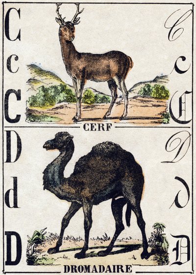 Letter C Hert; D Dromedaris. Gravure in "Alphabet des animaux sauvages". 9e Serie. Beeldvorming van Epinal, Pellerin, drukker-uitgever, circa 1870. Houtsneden, gestencild. 16 pagina