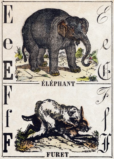 Letter E Olifant; F Fret. Gravure in "Alphabet des animaux sauvages". 9e Serie. Beeldvorming van Epinal, Pellerin, drukker-uitgever, circa 1870. Houtsneden, gestencild. 16 pagina