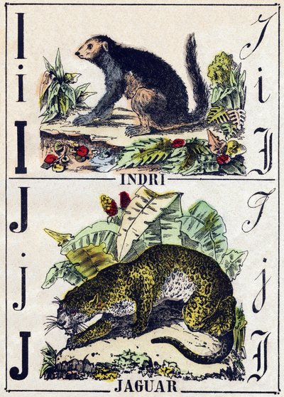 Letter I Indri (Lemurien); J Jaguar. Gravure in "Alphabet des animaux sauvages". 9e Serie. Beeldverhaal van Epinal, Pellerin, drukker-uitgever, circa 1870. Gravures op hout, gestencild. 16 pagina