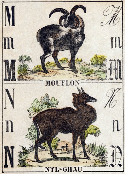 Letter M Mouflon; N Nyl-ghau (Nyl ghau). Gravure in "Alphabet des animaux sauvages". 9e Serie. Beeldmateriaal van Epinal, Pellerin, drukker-uitgever, circa 1870. Houtsneden, gestencild. 16 pagina
