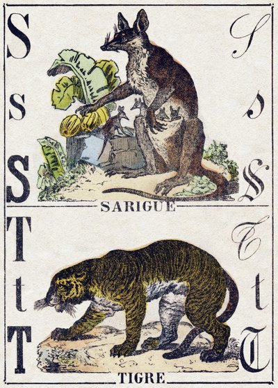 Letter S Sarigue (Opossum); T Tijger. Gravure in "Alphabet des animaux sauvages". 9e Serie. Beeldmateriaal van Epinal, Pellerin, drukker-uitgever, circa 1870. Houtsneden, gestencild. 16 pagina