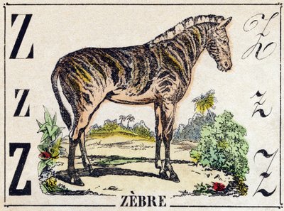 Letter Z Zebra. Gravure in 