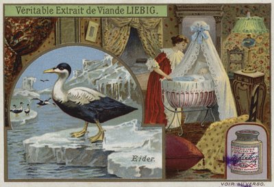 Liebig kaart met een eider door French School