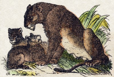 Leeuwin. Gravure in "Alphabet des animaux sauvages". 9e Serie. Beeldvorming van Epinal, Pellerin, drukker-uitgever, circa 1870. Houtsneden, gestencild. 16 pagina