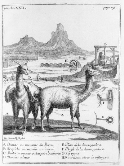 Lama