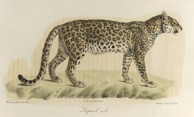 Luipaard, mannetje. Een mannelijke luipaard, uit 