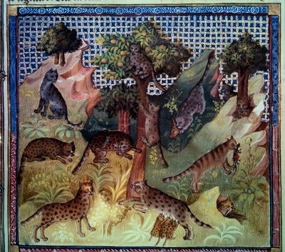 Lynx wilde katten in de bergen. Miniatuur uit 