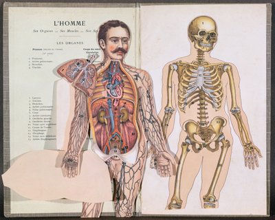 De mens, zijn organen, zijn spieren en zijn skelet, uit Anatomie Elementaire door Dr. Lelievre door French School