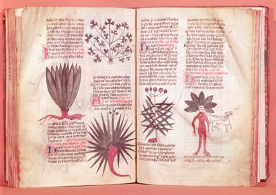 Mandragora, uit een verhandeling door Dioscorides (AD 40-ca.90) door French School