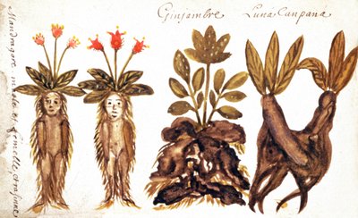 Mandragora, gember, Luna Campana door French School