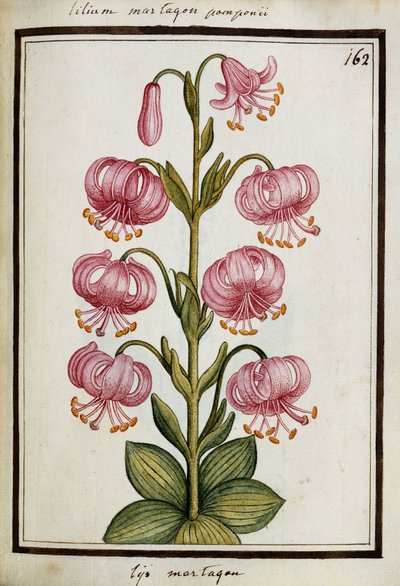 Martagon Lelie, ca. 1700 door French School