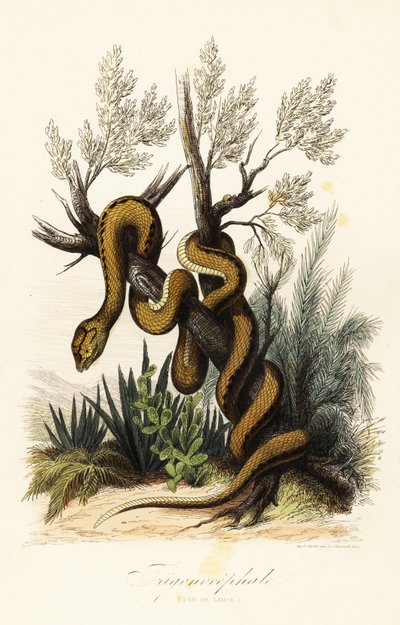 Martinique lanspuntslang, Bothrops lanceolatus door French School
