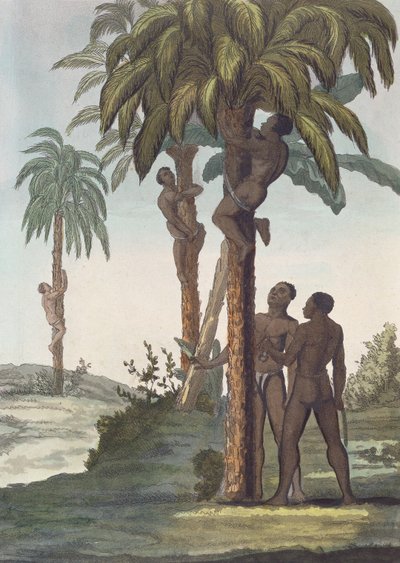 Mannen die bomen beklimmen voor sheaboter, Senegal door French School
