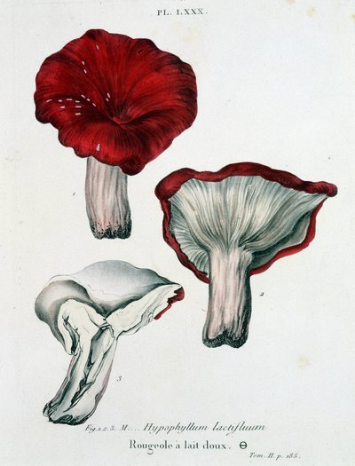 Melkmeeldauw - in 