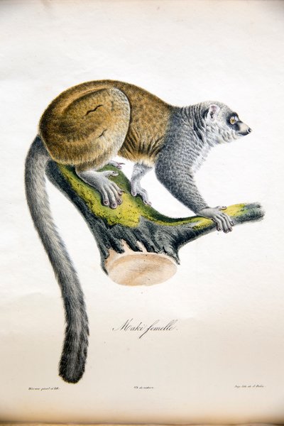 Mangoestmaki, uit Histoire Naturelle des Mammifères, met originele figuren, door Étienne Geoffroy Saint-Hilaire & Frédéric Cuvier, 1824-42 door French School