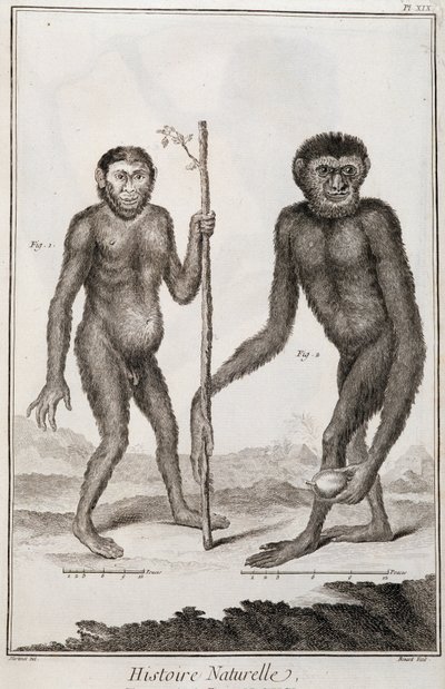 Apen Jocko en Gibbon door French School
