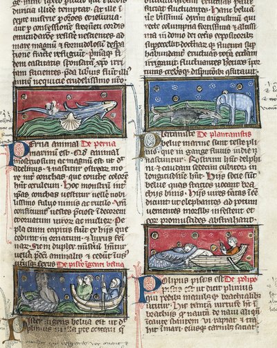 Ms 320 Fol.116 Zeemonsters, uit 
