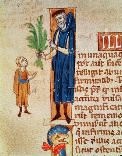 Ms 413 f.92v Geneeskrachtige planten, illustratie uit Traite de Medecine door Claudius Galenus, vertaald door Gerard de Cremone door French School
