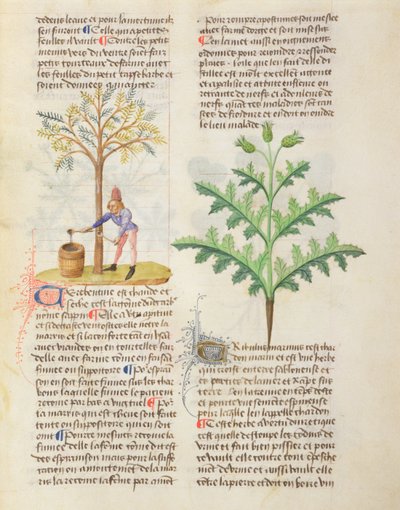 Ms. De Diversis Herbis door Dioscorides, fol.165r Terpentijn Tappen door French School