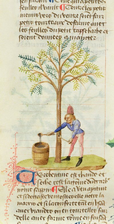 Ms Est 28 M.5.9 fol.165r Het verzamelen van terpentijn, uit Grand Herbier door Pedanius Dioscorides (c.40-90 n.Chr.) door French School