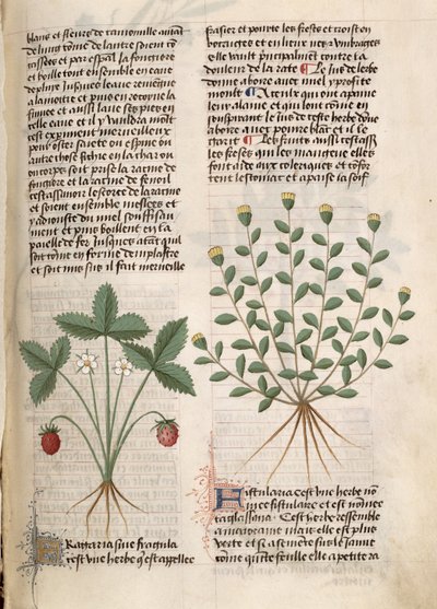 Ms Est 28 M 5.9 fol.75r Aardbeiplant, uit 
