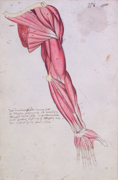Spierstelsel van de arm en schouder, 1634 door French School