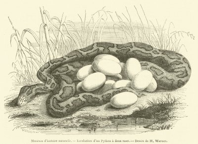 Natuurhistorisch museum, Incubatie van een Python met twee strepen door French School